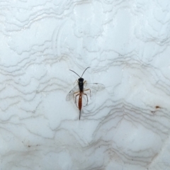 Heteropelma scaposum (Two-toned caterpillar parasite wasp) at McKellar, ACT - 9 Jan 2022 by Birdy