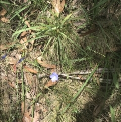 Linum marginale at Cotter River, ACT - 29 Dec 2021