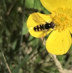 Melangyna viridiceps at Cotter River, ACT - 29 Dec 2021