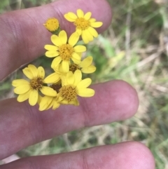 Senecio pinnatifolius var. alpinus at Cotter River, ACT - 29 Dec 2021 by Tapirlord