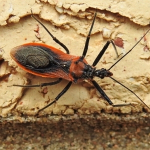 Gminatus australis at Wanniassa, ACT - 9 Jan 2022