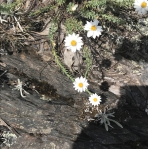 Rhodanthe anthemoides at Brindabella, NSW - 29 Dec 2021