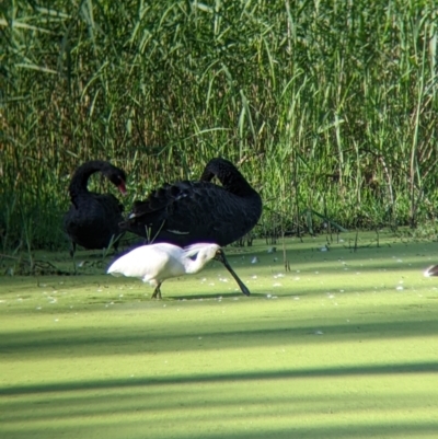 Platalea regia (Royal Spoonbill) at Splitters Creek, NSW - 9 Jan 2022 by Darcy