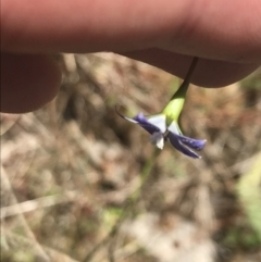 Wahlenbergia multicaulis at Cotter River, ACT - 29 Dec 2021