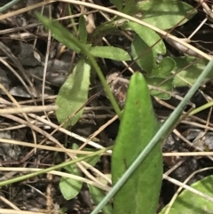 Wahlenbergia multicaulis at Cotter River, ACT - 29 Dec 2021