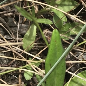 Wahlenbergia multicaulis at Cotter River, ACT - 29 Dec 2021 01:16 PM