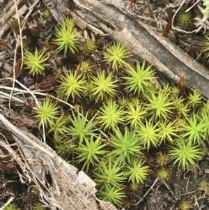 Polytrichaceae sp. (family) at Cotter River, ACT - 29 Dec 2021