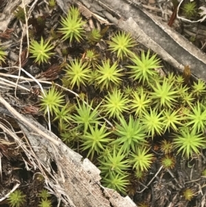 Polytrichaceae sp. (family) at Cotter River, ACT - 29 Dec 2021