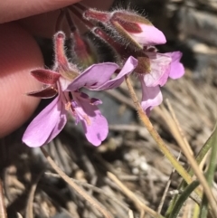 Pelargonium australe (Austral Stork's-bill) at Bimberi Nature Reserve - 29 Dec 2021 by Tapirlord