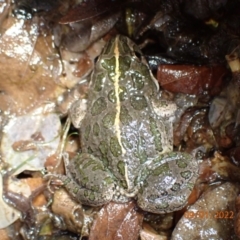 Limnodynastes tasmaniensis (Spotted Grass Frog) at Kambah, ACT - 9 Jan 2022 by FeralGhostbat
