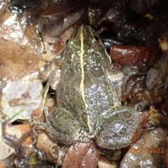 Limnodynastes tasmaniensis (Spotted Grass Frog) at Kambah, ACT - 9 Jan 2022 by Ozflyfisher