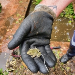 Limnodynastes tasmaniensis (Spotted Grass Frog) at Kambah, ACT - 9 Jan 2022 by Ozflyfisher