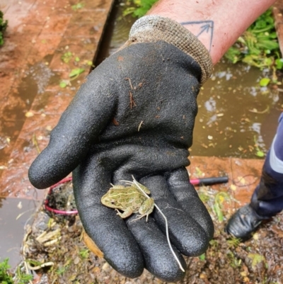 Limnodynastes tasmaniensis (Spotted Grass Frog) at Kambah, ACT - 9 Jan 2022 by Ozflyfisher