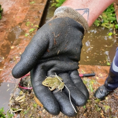 Limnodynastes tasmaniensis (Spotted Grass Frog) at Kambah, ACT - 9 Jan 2022 by FeralGhostbat