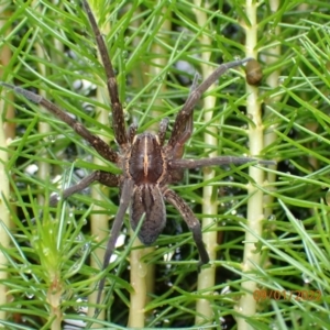 Dolomedes sp. (genus) at Kambah, ACT - 9 Jan 2022