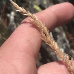 Deyeuxia (genus) (A Bent Grass) at Brindabella, NSW - 29 Dec 2021 by Tapirlord