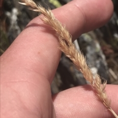 Deyeuxia sp. at Brindabella, NSW - 29 Dec 2021