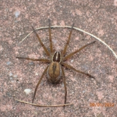 Dolomedes sp. (genus) (Fishing spider) at Kambah, ACT - 9 Jan 2022 by FeralGhostbat