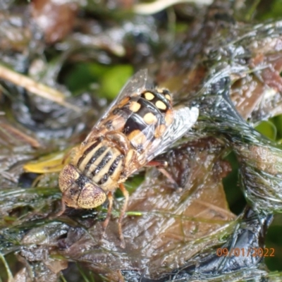 Eristalinus punctulatus (Golden Native Drone Fly) at Kambah, ACT - 9 Jan 2022 by FeralGhostbat