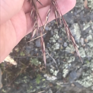 Rytidosperma pallidum at Bimberi Nature Reserve - 29 Dec 2021 01:33 PM