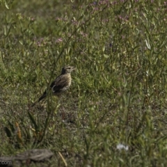Anthus australis (Australian Pipit) at Lake George, NSW - 30 Dec 2021 by JonSteinbeck