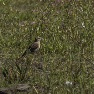 Anthus australis at Lake George, NSW - 30 Dec 2021 03:59 PM