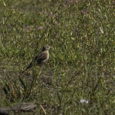 Anthus australis (Australian Pipit) at Lake George, NSW - 30 Dec 2021 by JonSteinbeck