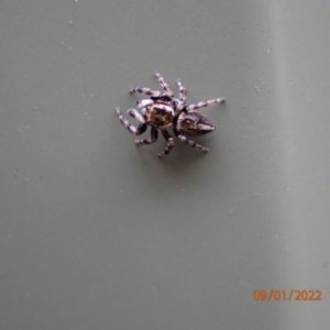 Maratus scutulatus at Kambah, ACT - 9 Jan 2022