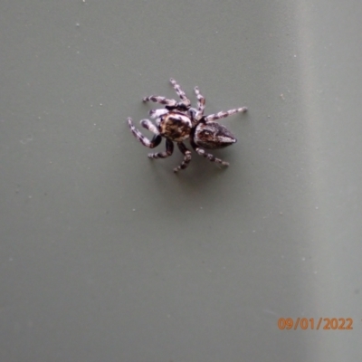 Maratus scutulatus (A jumping spider) at Kambah, ACT - 8 Jan 2022 by Bugologist