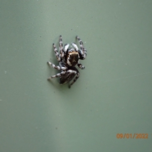 Maratus scutulatus at Kambah, ACT - 9 Jan 2022