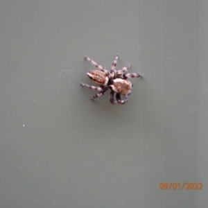 Maratus scutulatus at Kambah, ACT - 9 Jan 2022