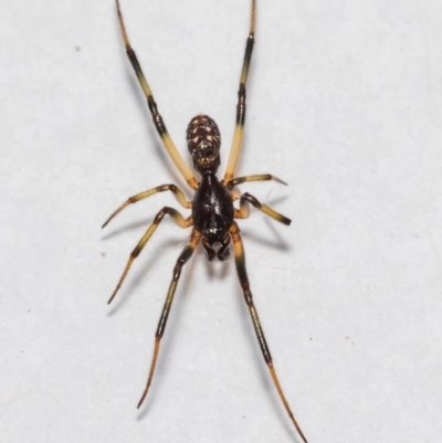 Steatoda sp. (genus) (False Redback) at Jerrabomberra, NSW - 13 Nov 2021 by MarkT