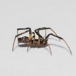 Steatoda sp. (genus) at Jerrabomberra, NSW - 13 Nov 2021