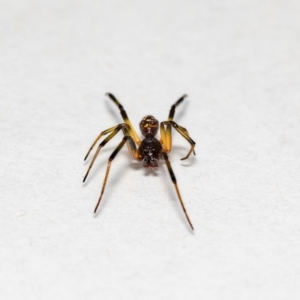 Steatoda sp. (genus) at Jerrabomberra, NSW - 13 Nov 2021