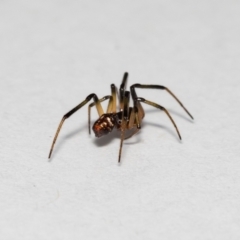 Steatoda sp. (genus) at Jerrabomberra, NSW - 13 Nov 2021