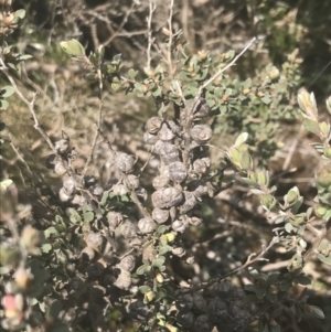 Leptospermum micromyrtus at Brindabella, NSW - 29 Dec 2021