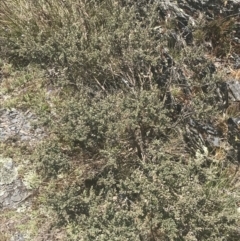 Leptospermum micromyrtus at Brindabella, NSW - 29 Dec 2021