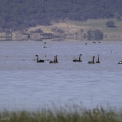 Cygnus atratus (Black Swan) at Lake George, NSW - 30 Dec 2021 by JonSteinbeck