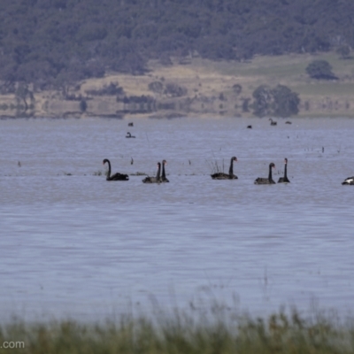 Cygnus atratus (Black Swan) at Lake George, NSW - 30 Dec 2021 by JonSteinbeck