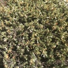 Brachyloma daphnoides at Brindabella, NSW - 29 Dec 2021