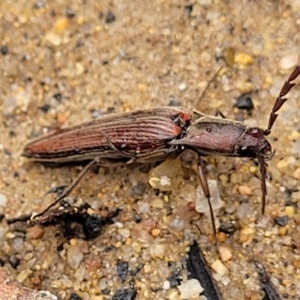 Dicteniophorus sp. (genus) at Monga National Park - 9 Jan 2022