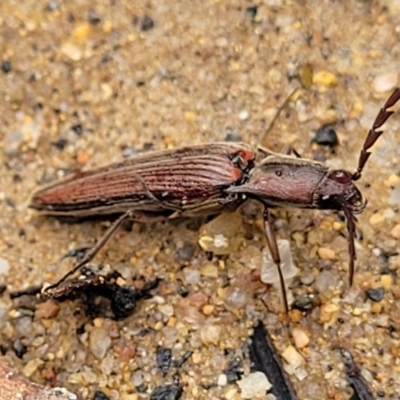 Dicteniophorus sp. (genus) (A click beetle) at Mongarlowe River - 9 Jan 2022 by trevorpreston