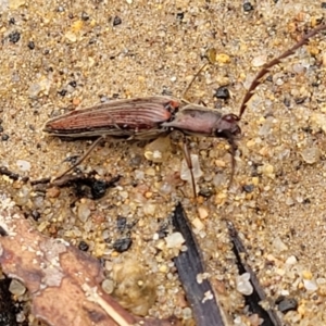 Dicteniophorus sp. (genus) at Monga National Park - 9 Jan 2022