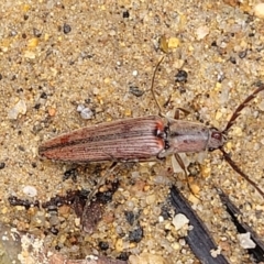 Dicteniophorus sp. (genus) at Monga National Park - 9 Jan 2022