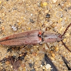 Dicteniophorus sp. (genus) at Monga National Park - 9 Jan 2022