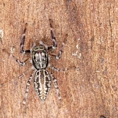 Sandalodes bipenicillatus (Double-brush jumper) at Monga, NSW - 9 Jan 2022 by trevorpreston