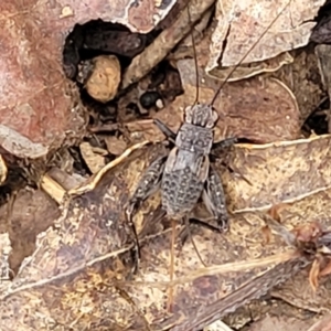 Eurepa marginipennis at Monga, NSW - 9 Jan 2022 01:00 PM