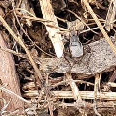 Eurepa marginipennis at Monga, NSW - 9 Jan 2022 01:00 PM