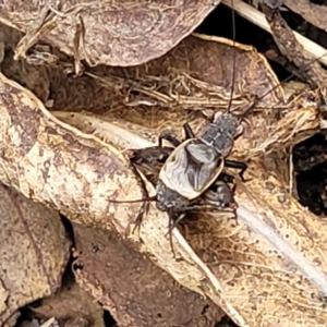 Eurepa marginipennis at Monga, NSW - 9 Jan 2022 01:00 PM