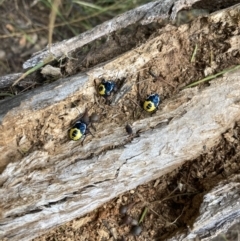 Commius elegans (Cherry Ballart Shield Bug) at Mount Majura - 9 Jan 2022 by Kassandra21